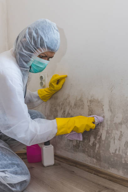 Best Mold Documentation for Insurance Claims  in Knollwood, IL