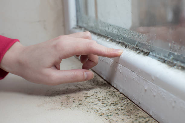 Best Post-Remediation Verification Testing  in Knollwood, IL