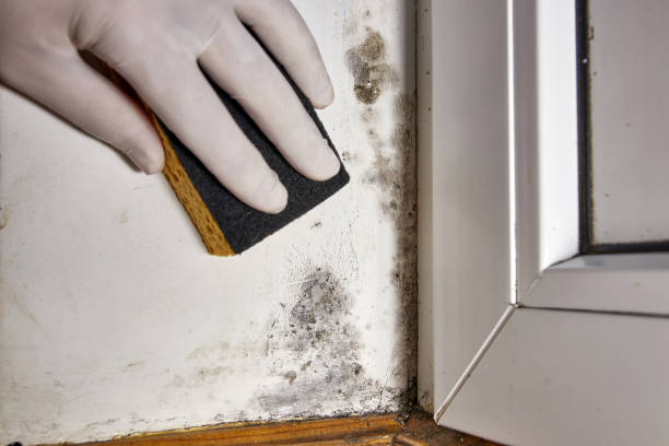 Best Industrial Mold Remediation  in Knollwood, IL
